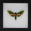 Euchloron Megaera in luxe 3D lijst 17 x 17cm