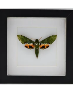 Euchloron Megaera in luxe 3D lijst 17 x 17cm