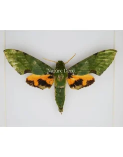 Euchloron Megaera in luxe 3D lijst 17 x 17cm