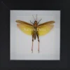 Eucoptacara Ceylonica (sprinkhaan) in luxe 3D lijst 12 x 12cm