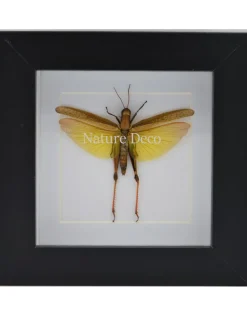 Eucoptacara Ceylonica (sprinkhaan) in luxe 3D lijst 12 x 12cm