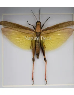 Eucoptacara Ceylonica (sprinkhaan) in luxe 3D lijst 12 x 12cm
