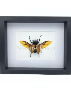 Eupatorus Gracillicornis in luxe 3D lijst 27 x 22 x 4,5 cm