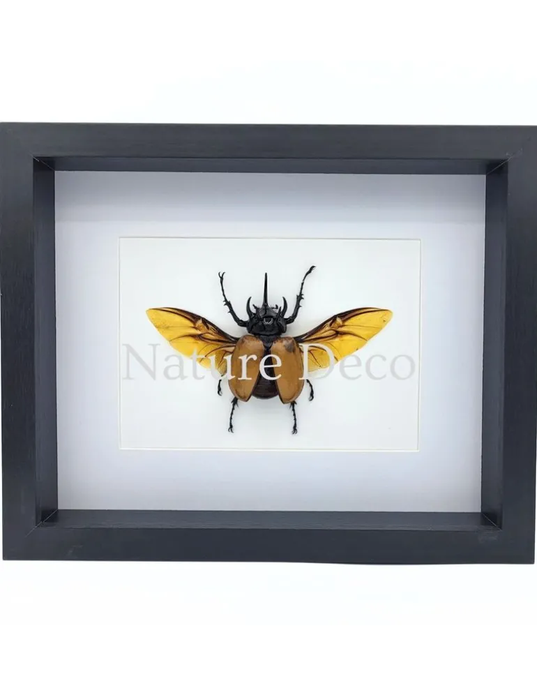 Eupatorus Gracillicornis in luxe 3D lijst 27 x 22 x 4,5 cm
