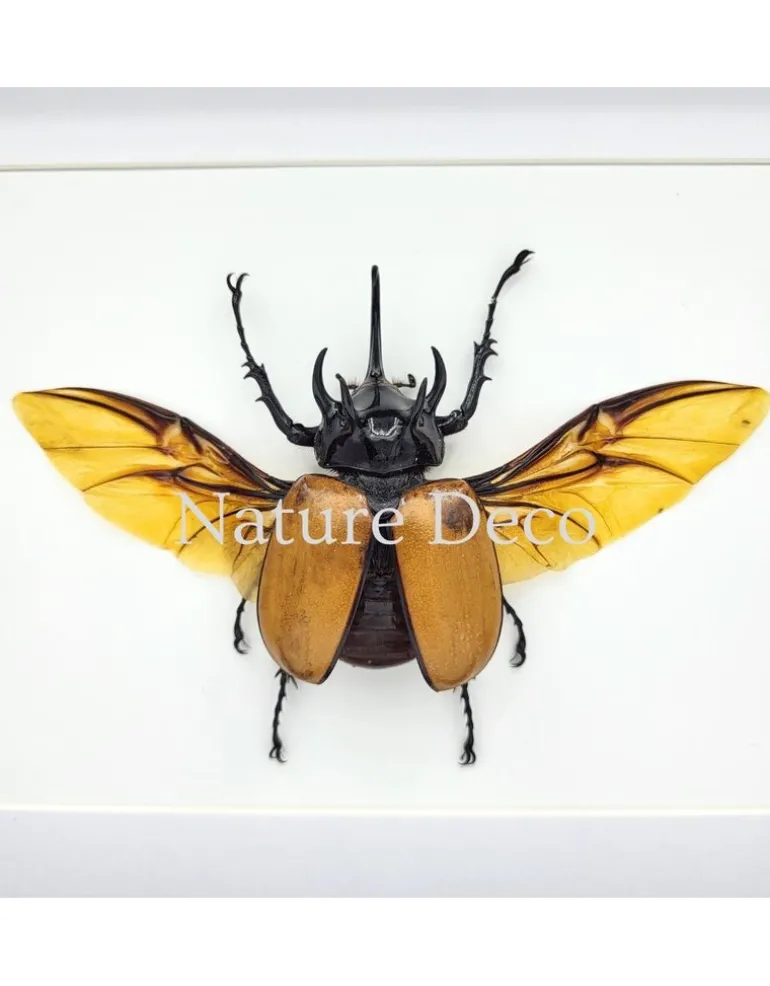 Eupatorus Gracillicornis in luxe 3D lijst 27 x 22 x 4,5 cm