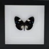 Euploea Rhadamanthus in luxe 3D lijst 17 x 17cm