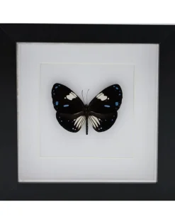 Euploea Rhadamanthus in luxe 3D lijst 17 x 17cm