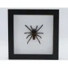 Eurypelma Spinicrus in luxe 3D lijst 17 x 17cm spin