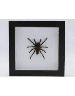 Eurypelma Spinicrus in luxe 3D lijst 17 x 17cm spin