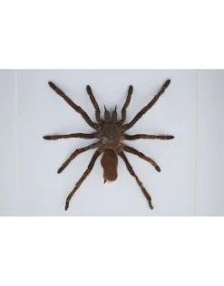 Eurypelma Spinicrus in luxe 3D lijst 17 x 17cm spin