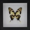 Eurytides Dolicaon in luxe 3D lijst 17 x 17cm