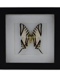 Eurytides Protesilaus in luxe 3D lijst 17 x 17cm