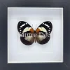 Euxanthe Trajanus in luxe 3D lijst 17 x 17 cm