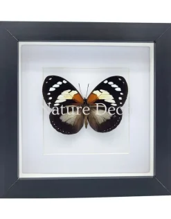 Euxanthe Trajanus in luxe 3D lijst 17 x 17 cm
