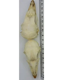 Fazantschedel (Phasianus colchicus)