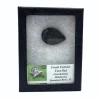 Fossiel schildpadvoetkussen (Geochelone Pleistocene Suwannee River, FL)