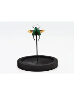 Froglegg kever (Sagra Longicollius) in stolp 14 x 10cm