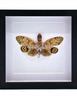 Fulgora laternaria (peanut head insect) in luxe 3D lijst 22 x 22cm