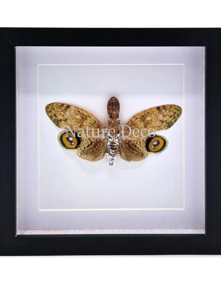 Fulgora laternaria (peanut head insect) in luxe 3D lijst 22 x 22cm