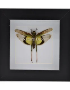 Gastrimargus Africanus (sprinkhaan) in luxe 3D lijst 12 x 12cm