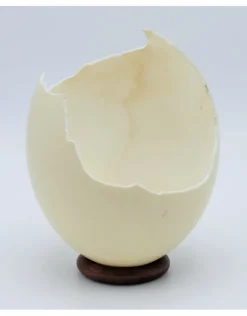 Gebroken struisvogel ei