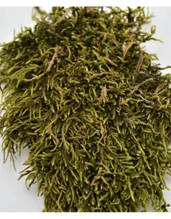 Gedroogd mos 10 gram