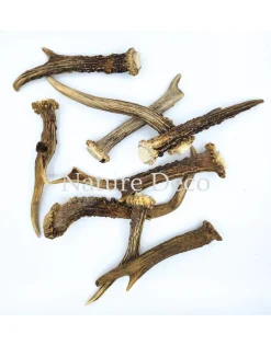 Geweitje Ree C 15-20 cm