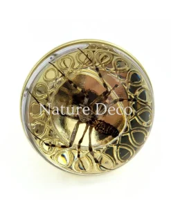 Gouden deurknop met wespspin 3,5 x 3,5 x 4 cm
