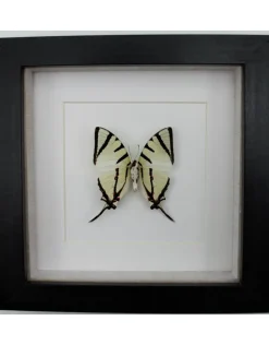 Graphium agetes onderkant in luxe 3D lijst 17 x 17cm