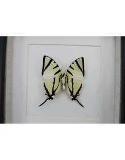 Graphium agetes onderkant in luxe 3D lijst 17 x 17cm
