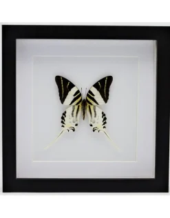 Graphium Androcles in luxe 3D lijst 22 x 22cm