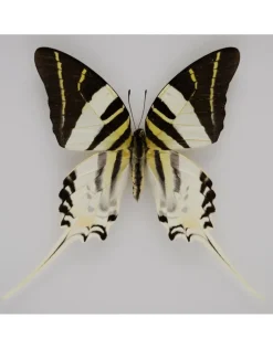 Graphium Androcles in luxe 3D lijst 22 x 22cm