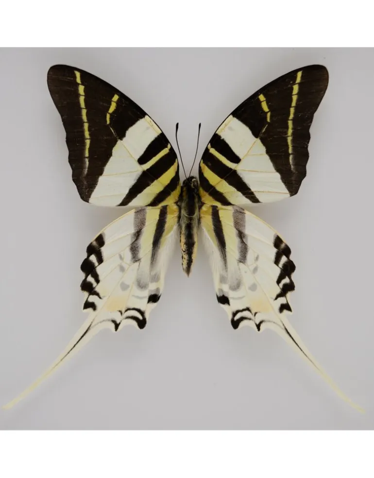 Graphium Androcles in luxe 3D lijst 22 x 22cm