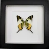 Graphium antiphates onderkant in luxe 3D lijst