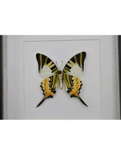 Graphium antiphates onderkant in luxe 3D lijst