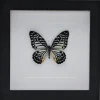 Graphium Delessertii bovenkant in luxe 3D lijst 17 x 17cm