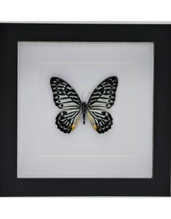 Graphium Delessertii bovenkant in luxe 3D lijst 17 x 17cm