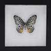 Graphium Delessertii onderkant in luxe 3D lijst 17 x 17cm