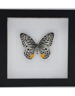 Graphium Delessertii onderkant in luxe 3D lijst 17 x 17cm