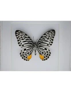 Graphium Delessertii onderkant in luxe 3D lijst 17 x 17cm