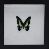 Graphium Doson in luxe 3D lijst 17 x 17cm