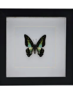Graphium Doson in luxe 3D lijst 17 x 17cm