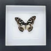 Graphium Leonidas in luxe 3D lijst 17 x 17 cm