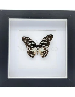 Graphium Leonidas in luxe 3D lijst 17 x 17 cm