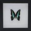 Graphium Sarpedon in 3D lijst 17x17cm