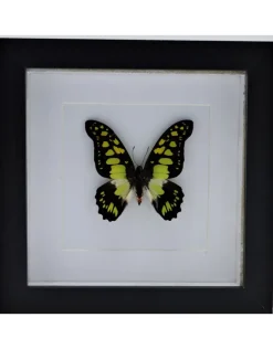 Graphium Tyndareus in luxe 3D lijst 17 x 17cm