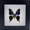Graphium Weiskei in luxe 3D lijst 12 x 12cm