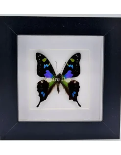 Graphium Weiskei in luxe 3D lijst 12 x 12cm