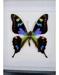 Graphium Weiskei in luxe 3D lijst 12 x 12cm