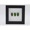Groene kevers in luxe 3D lijst 12 x 12cm